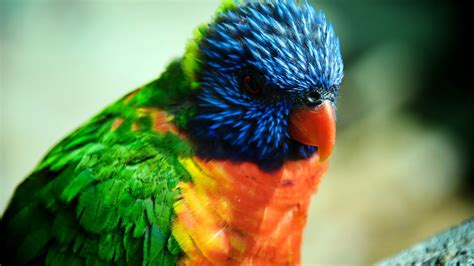 Colorful Hd Birds Wallpapersbirdscute Birds Hd