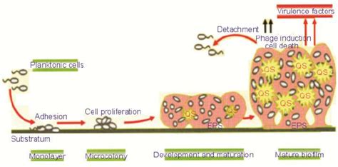 Time Course Of Formation Of A P Aeruginosa Biofilm Based On In Vitro