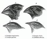 Theory Of Evolution Wiki