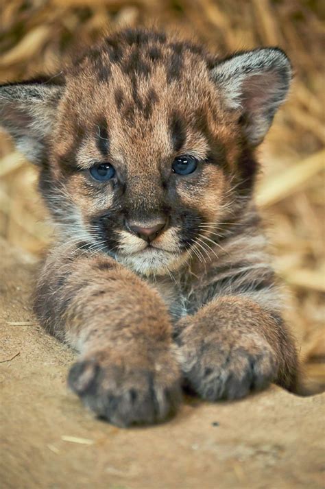 Baby Leopard Pictures Photos And Images For Facebook Tumblr