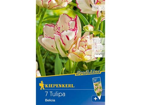 Kiepenkerl Profi Line Tulpe Belicia Weiß Rosa Kaufen Bei Obi
