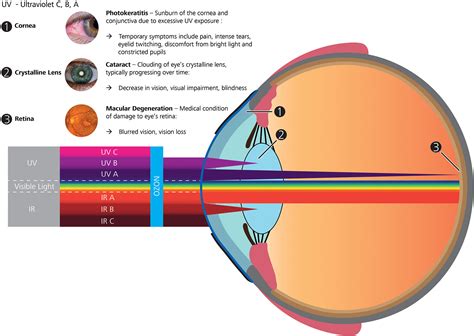 Visible Light Ir And Uv Transmissivity Window Of The Human Eye