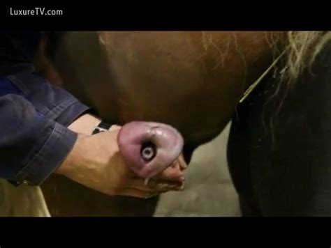 Man Rubbing The Horse Knob