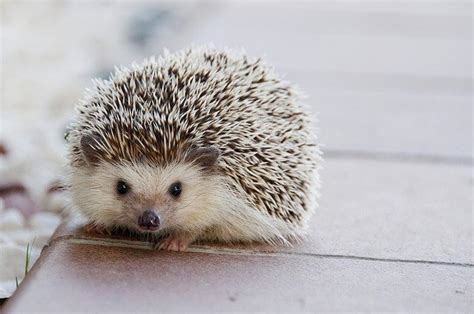 Free Photo Hedgehog Baby Cute Animal Happy Free