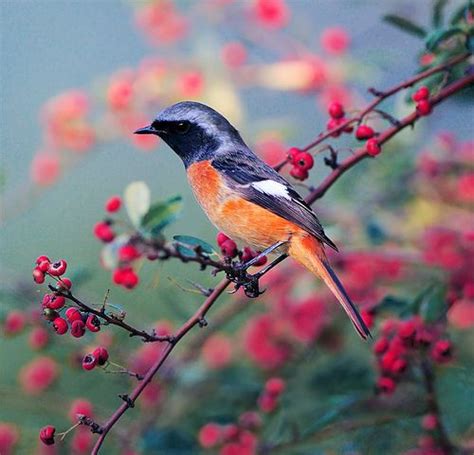 Video bokeh blue terbaru full views : #552 黃鴝膠彩 Acrylic Bokeh | Beautiful birds, Nature birds ...