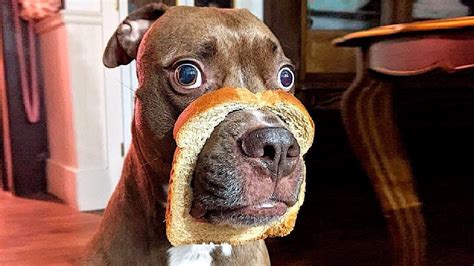 Funny Pets That Will Change Your Mood For Good Dog News Web