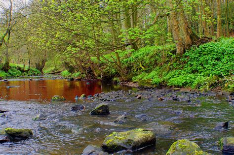 Stream In The Woods Free Stock Photo - Public Domain Pictures