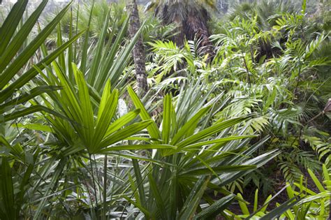 Saw Palmettos Ferns And Other Vegetation At The Kanapaha Botanical