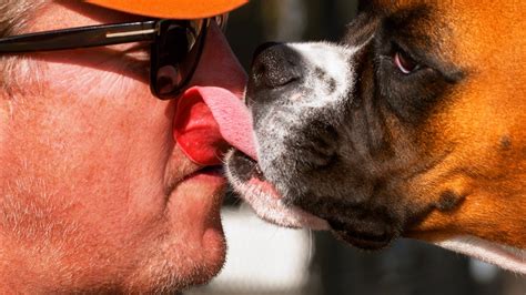 What It Means When Dogs Lick Your Face