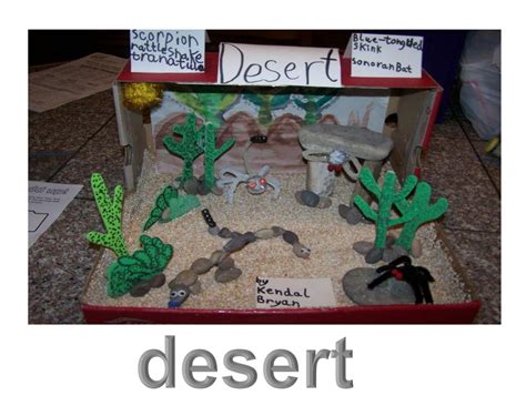 Desert Ecosystem Diorama