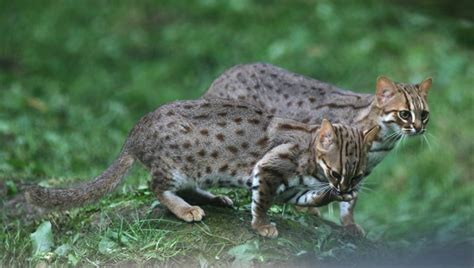 20 Fun Facts You Didnt Know About The Rusty Spotted Cat
