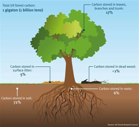 There Arent Enough Trees In The World To Offset Societys Carbon