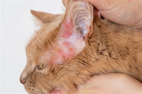 Cat Mange And Scabies Our Vet Explains Causes Symptoms And Treatments