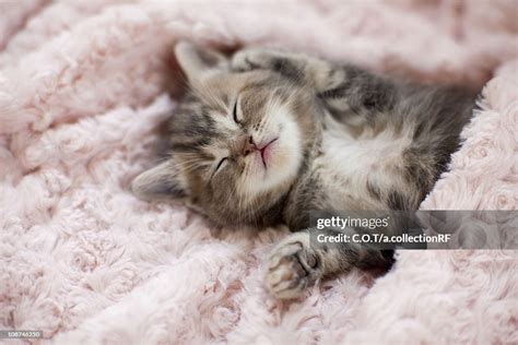 Kitten Sleeping On Towel High Res Stock Photo Getty Images