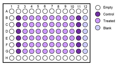 Example Of 96 Well Plate During Crystal Violet Staining Columns 2 And