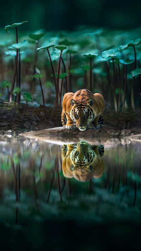 Tiger Reflection In Water Iphone Wallpaper Iphone Wallpapers