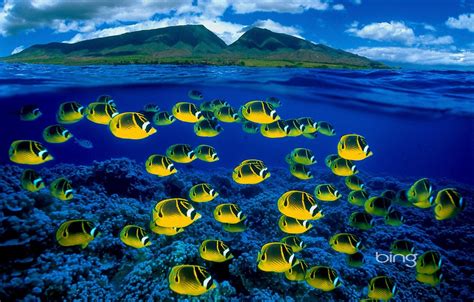 Wallpaper Sea Fish Bing Images For Desktop Section