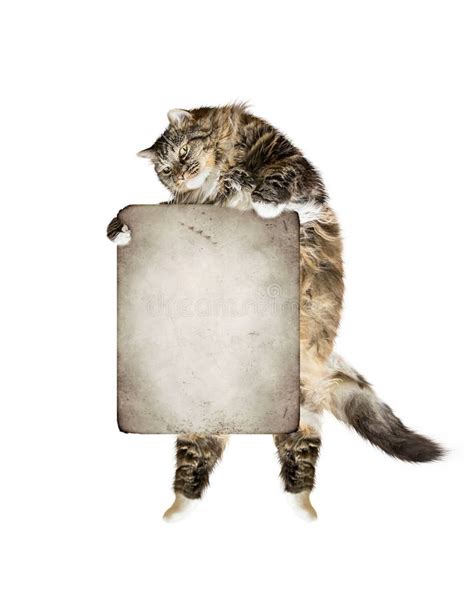 Tabby Cat Holding Blank Sign Stock Image Image Of Empty Humor 37400417
