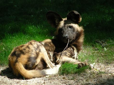 Get notified receive an email alert when additional puppies are added. NYC - Bronx Zoo - African Wild Dog | Car Los | Flickr