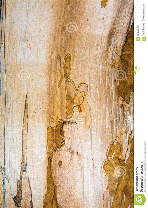 Old Mouldering Oak Wood Texture Stock Photo Cartoondealer Com