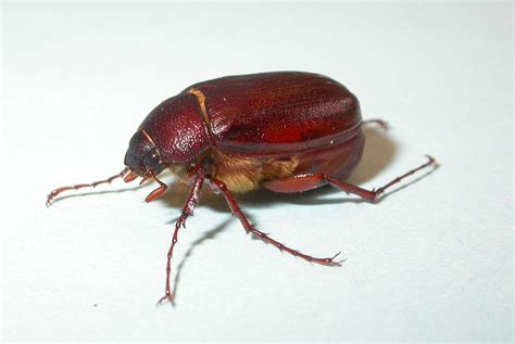 Beetle Bug Pic 3 Biological Science Picture Directory
