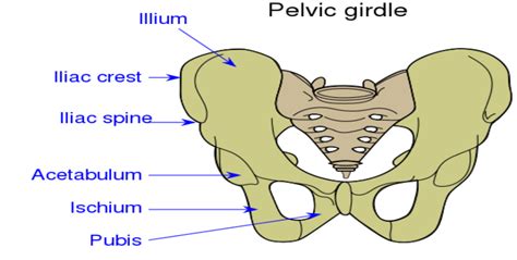 The Coxal Of The Pelvic Girdle Is Formed By The Fusion Class 11 Biology