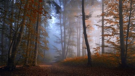 Photography Nature Landscape Morning Mist Sunlight Forest Fall Path Red