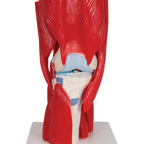 Anatomical Teaching Models Plastic Human Joint Models Knee Joint