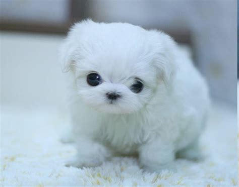 Welcome to our hawaii puppies information page. tiny teacup puppy FOR SALE ADOPTION from honolulu Hawaii ...