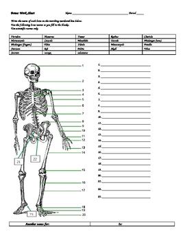 Coloring worksheet for this image. BONES WORKSHEET W/ANSWERS by DON THOMSENS MAGIC BEAUTIFUL ...
