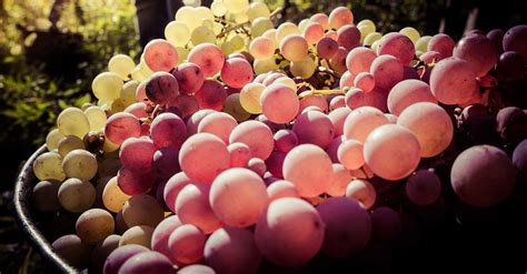 Learn The Different Wines Grapes And Varietals Wine 101