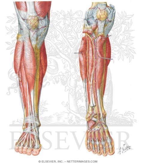Leg Muscle Diagram Anterior Anatomy Of Leg Muscles Anatomy System