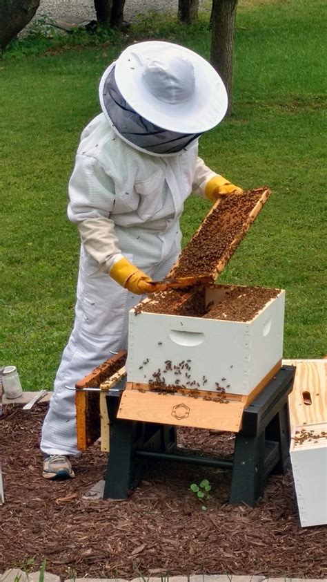 Hive Inspections And Recordkeeping For New Beekeepers