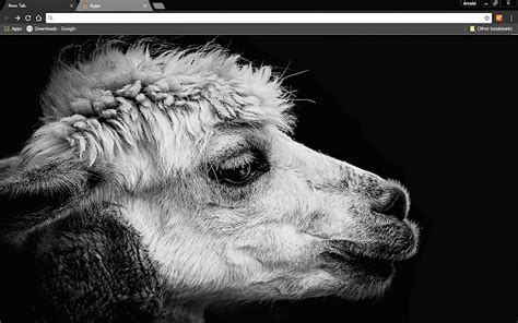 Black Lama Chrome Web Store