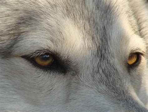 Arctic Wolf Eyes Photograph By Stormy Logan Pixels