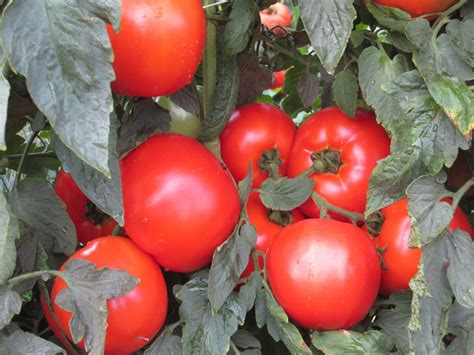 Mountain Merit Tomato Not Treated Seedway