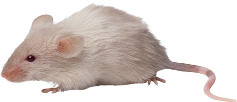 Mouse Rat Png Image Transparent Image Download Size 3186x1384px