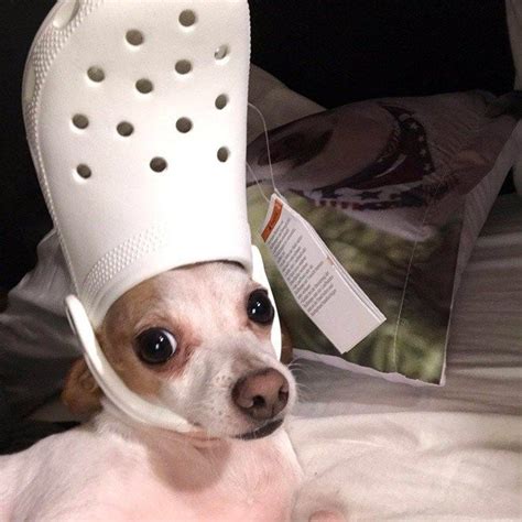 His Holiness The Pope Pets With Crocs Hats Cute Animal Memes Funny