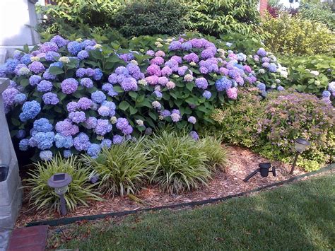 How To Get Mophead Hydrangeas To Bloom Longfellows Garden Center
