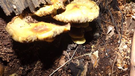 Ids Ohio Mushroom Hunting And Identification Shroomery Message Board