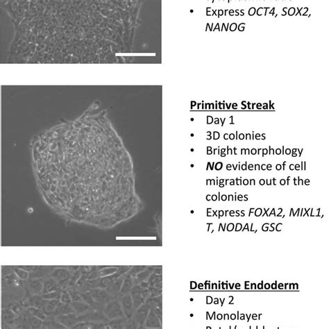 Human Embryonic Stem Cell Line H1 Ep Screen Morphology Endodermal