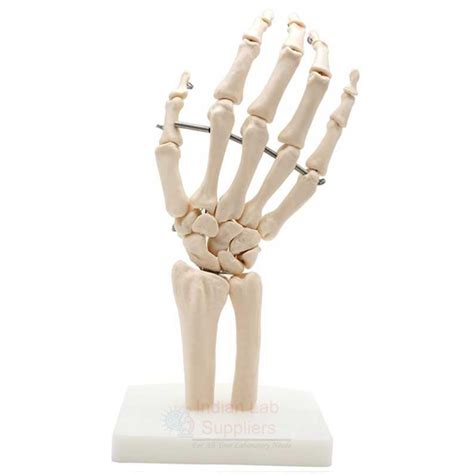 Human Hand Joint Model Manufacturer Supplier And Exporter In India