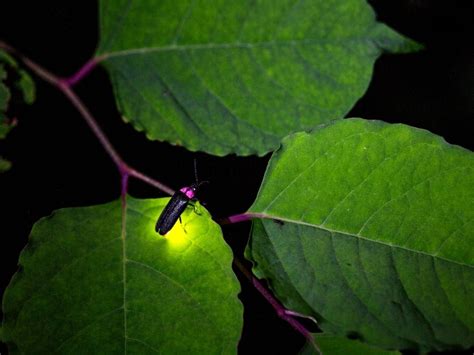 Firefly Or Lightning Bugs Well That Depends On Where You Live Across America Us Patch