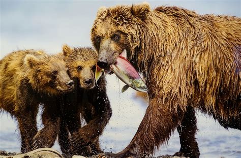 Brown Bear And Cubs In Kuril Lake Kamchatka Russia By Ma Flickr