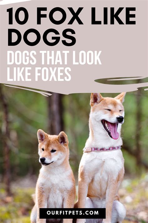 Can Fox And Dog Breed Parote