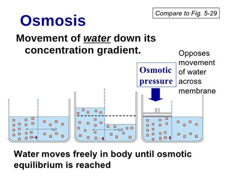 The osmotic pressure of solution at 0 degree c is 4 atm.what will be the osmotic pressure at 546k under similar condition? Membrane Dynamics1