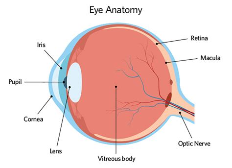 Eye Anatomy Kodak Lens Taiwan