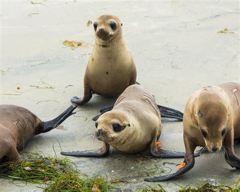 Seaworld San Diego Return Four Rescued Sea Lions To Their Ocean Home