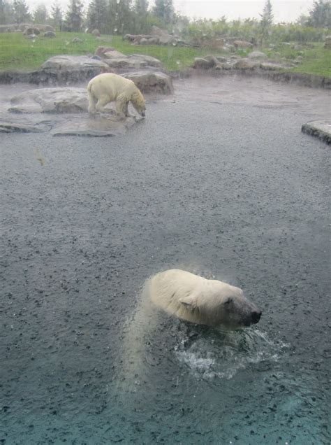 My Polar Bear Friends And Friends Of Polar Bears Polar Bears In The Rain