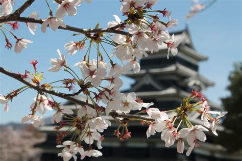 Find The Most Beautiful Cherry Blossoms In Matsumoto Sakura 2021